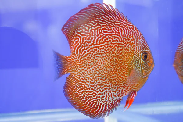 Discus fish — Stock Photo, Image