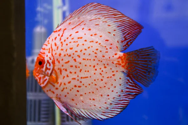 Discus fish — Stock Photo, Image