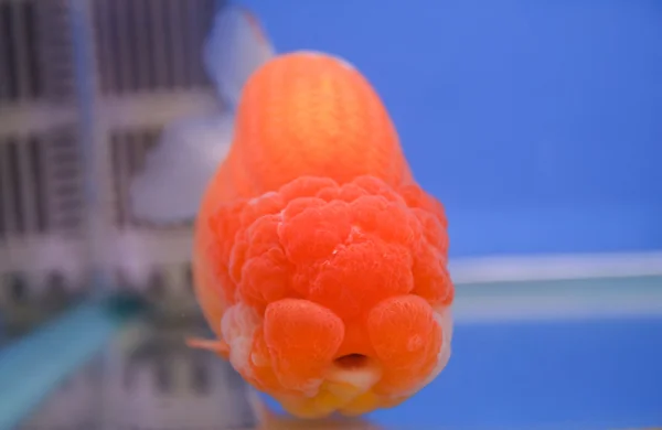 Goldfish — Stock Photo, Image