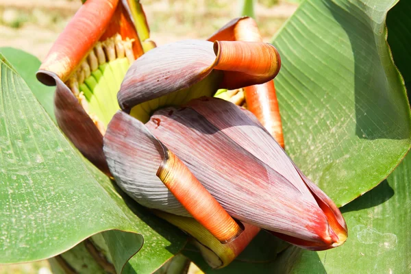 Banana flower — Stock Photo, Image