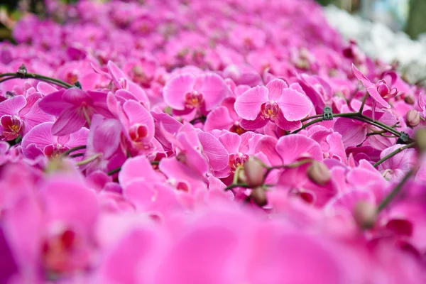 Violet Orchid flowers — Stock Photo, Image