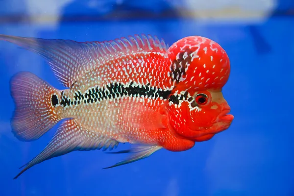 Flowerhorn ciklid fiskar i akvariet — Stockfoto