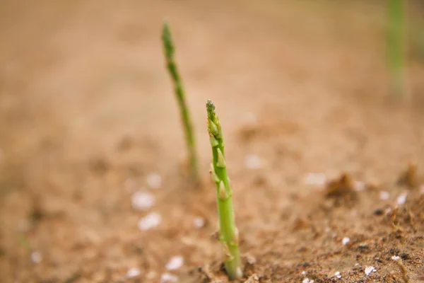Asparagus field — Stock Photo, Image