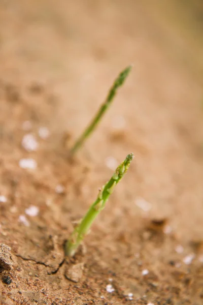 Asparagus field — Stock Photo, Image