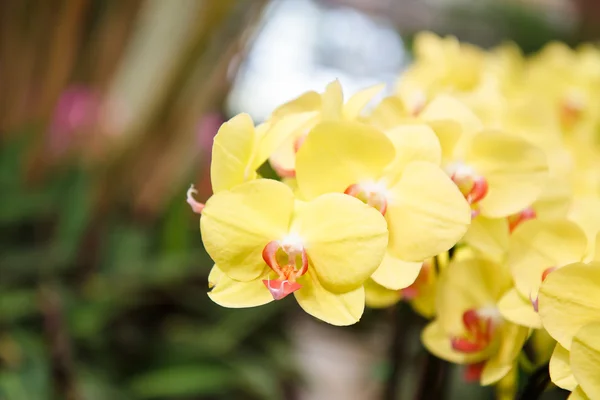 Yellow orchid flowers — Stock Photo, Image