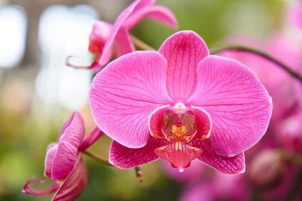 Flores violetas da orquídea — Fotografia de Stock