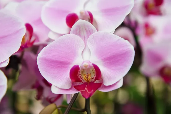 Fialové květy orchidejí — Stock fotografie