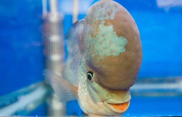 Flowerhorn cichlid ryb w akwarium — Zdjęcie stockowe