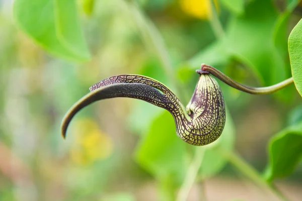 Nepenthes. — Fotografia de Stock