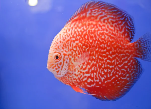 Discus fish — Stock Photo, Image