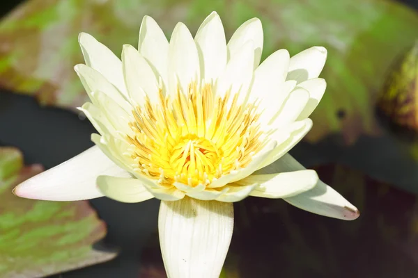 Weißer Lotus — Stockfoto