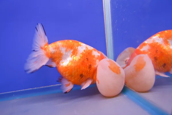 Goldfische im Aquarium. — Stockfoto