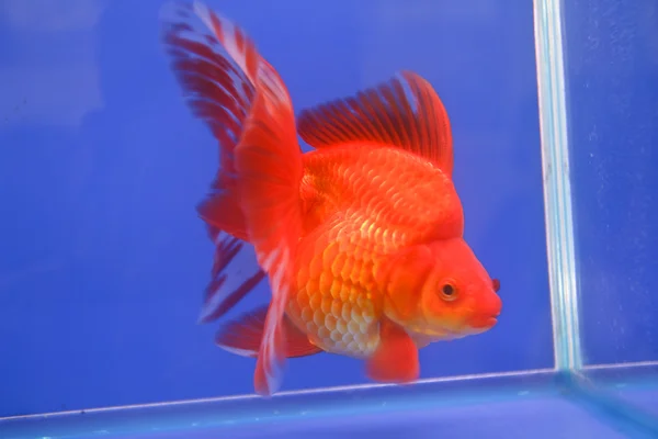 Peixinho dourado no aquário. — Fotografia de Stock
