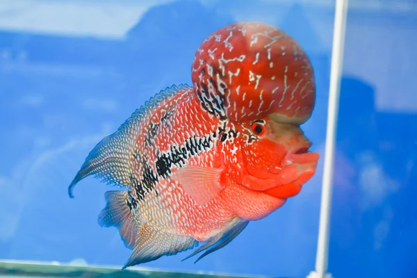 Цветочный рог Цихлид в аквариуме — стоковое фото