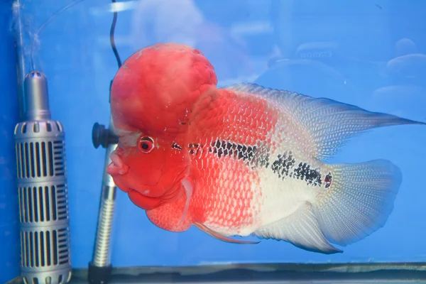 Flowerhorn Cichlid fish in the aquarium — Stock Photo, Image