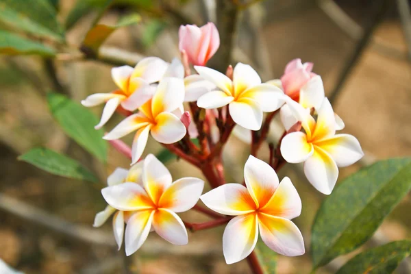 Frangipani çiçekler. — Stok fotoğraf