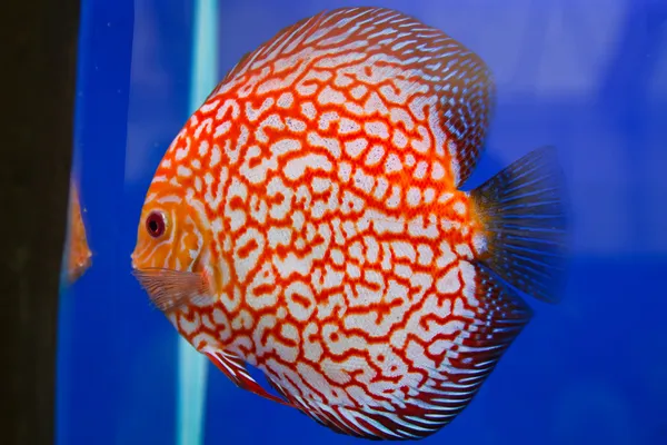 Discus fish — Stock Photo, Image