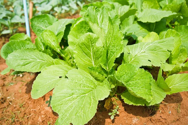 Вирощування салату рядами — стокове фото