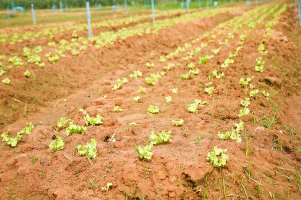 Lechuga plantada . —  Fotos de Stock