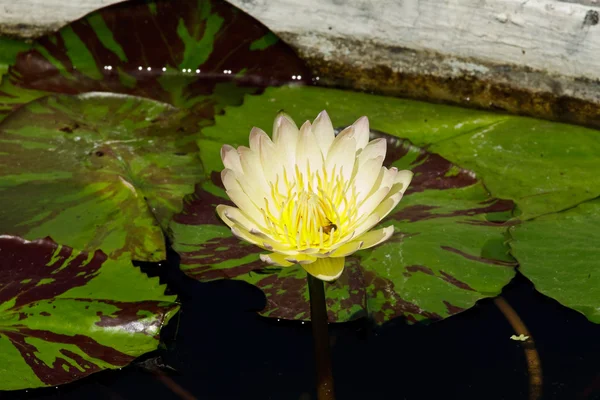 Loto blanco —  Fotos de Stock