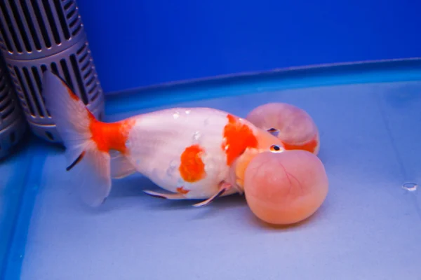 Goldfische im Aquarium. — Stockfoto