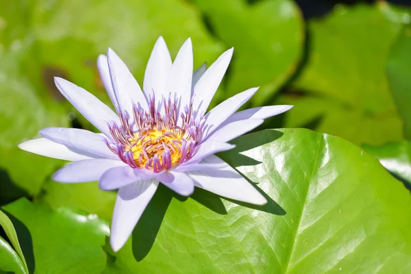 Mor lotus. — Stok fotoğraf