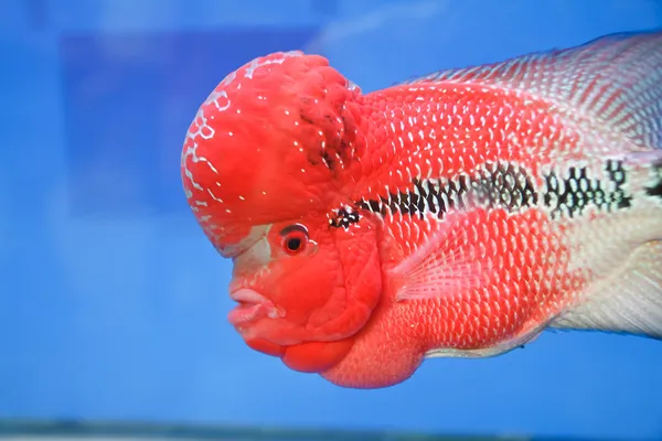 Flowerhorn cichlid vis in het aquarium — Stockfoto