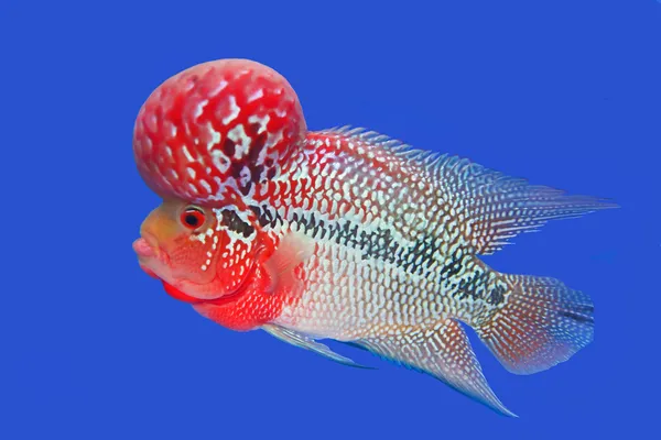 Flowerhorn Cichlid peces en el acuario —  Fotos de Stock