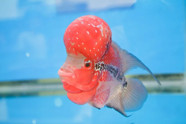 Flowerhorn cichlid ryby v akváriu — Stock fotografie