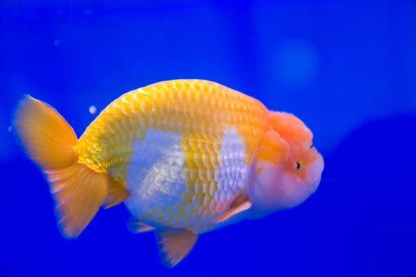 Goldfish — Stock Photo, Image