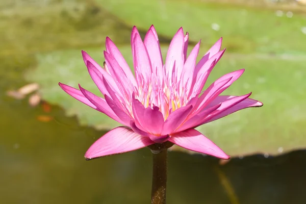Fiore di loto rosa — Foto Stock