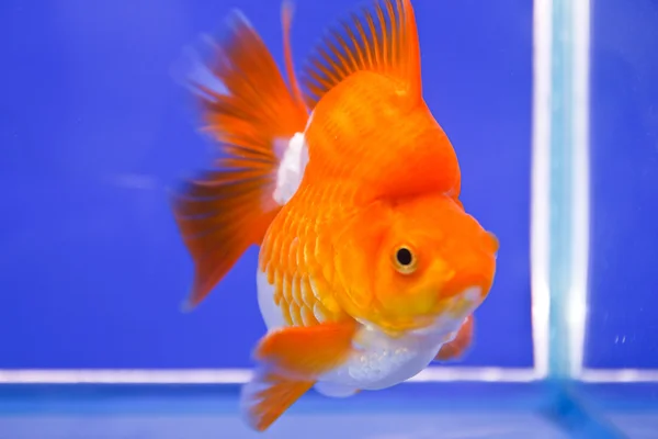 Goldfische im Aquarium. — Stockfoto