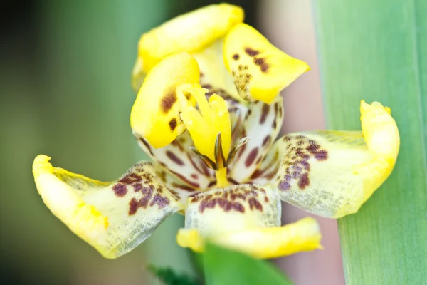 美しい蘭の花 — ストック写真