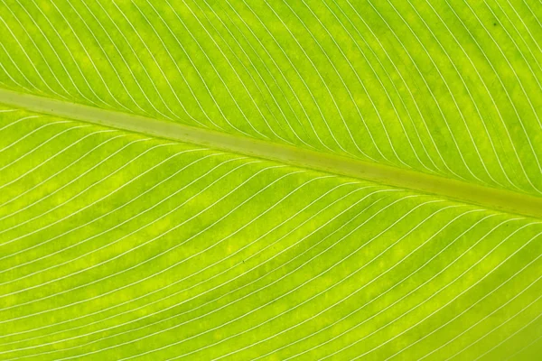 Banana leaf — Stockfoto