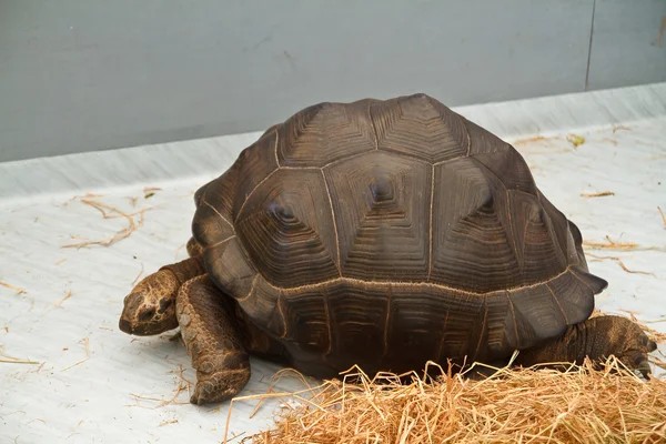 Een aldabra-reuzenschildpad — Stockfoto