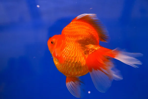 Peixinho dourado no aquário. — Fotografia de Stock