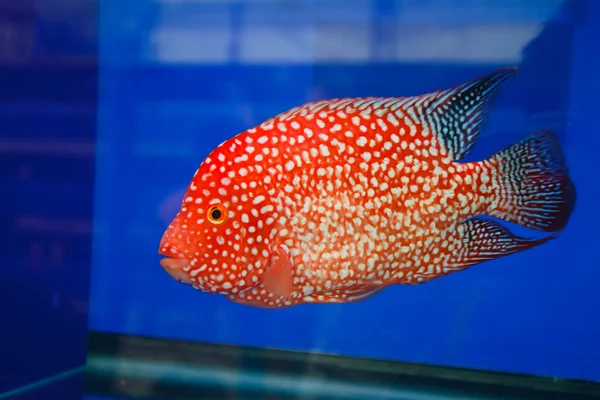 Peixinho dourado no aquário. — Fotografia de Stock