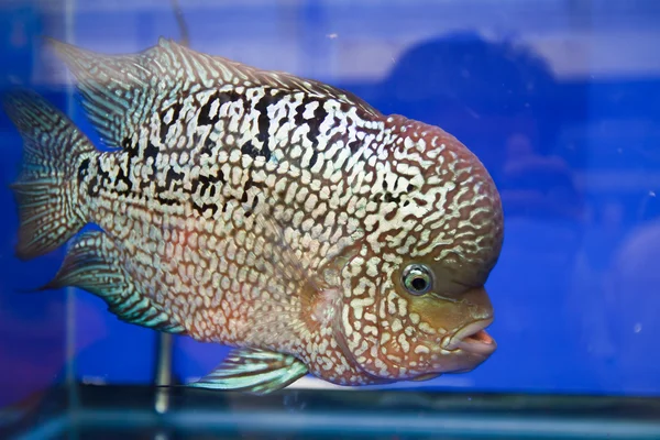 Flowerhorn ciklid fiskar i akvariet — Stockfoto