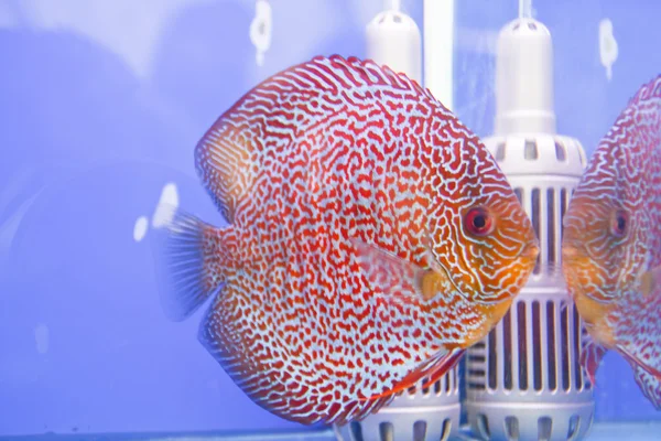 Discus fish — Stock Photo, Image