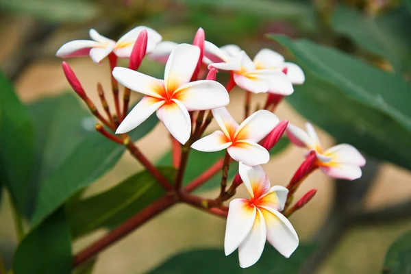 Frangipani çiçekler. — Stok fotoğraf