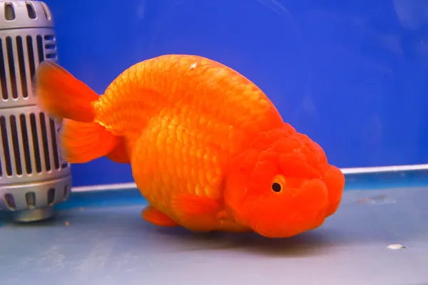 Goldfish in the aquarium. — Stock Photo, Image