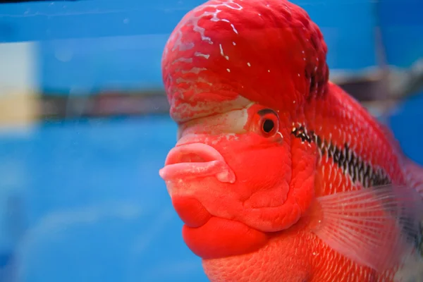 Flowerhorn Cichlid fish in the aquarium — Stock Photo, Image