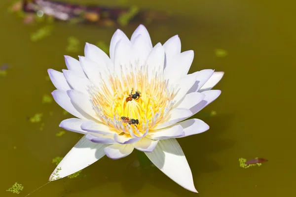 Weißer Lotus — Stockfoto