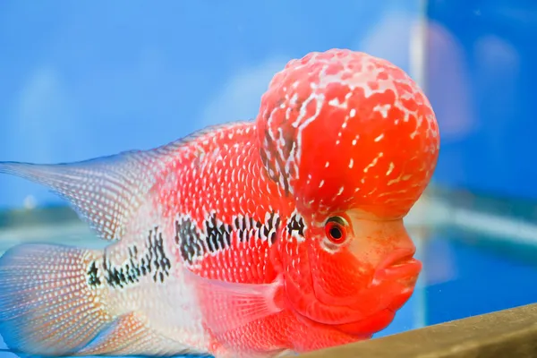 Flowerhorn Cichlid peixe no aquário — Fotografia de Stock