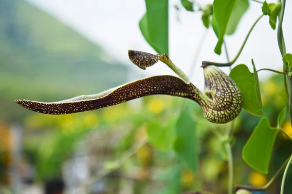 Nepenthes. — Foto de Stock