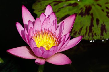 pembe nilüfer çiçeği