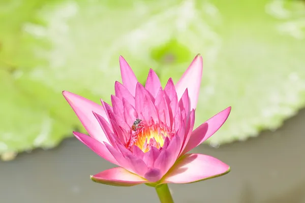 Paarse lotus. — Stockfoto