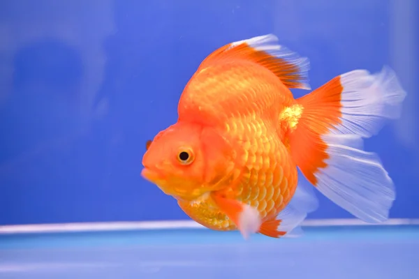 Goldfische im Aquarium. — Stockfoto