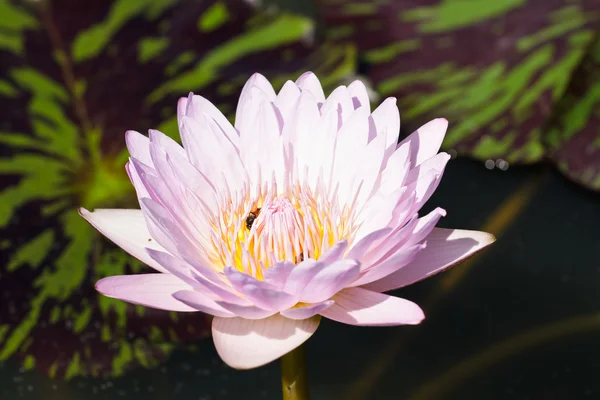 Paarse lotus. — Stockfoto