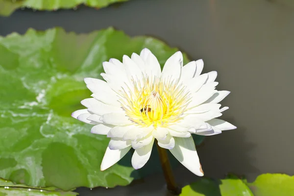 Beyaz lotus — Stok fotoğraf